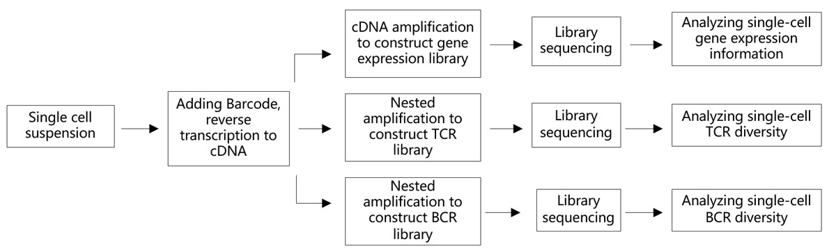 Single-cell-immune-repertoire-sequencing-project-process.jpg