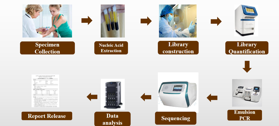 Workflow of Fetal Chrmoml Aneuploidy and Microdeletions/ Microduplications Detection (NIPT-Plus)