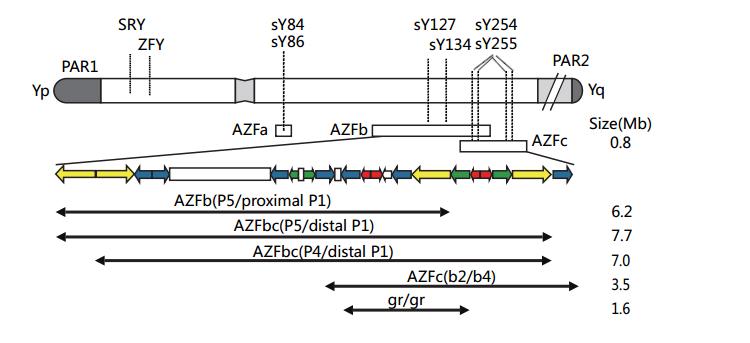 y chromosome microdeletion gene detection