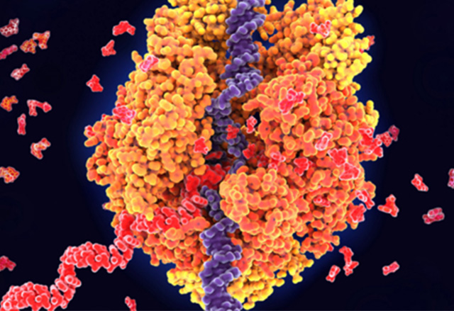 mRNA Sequencing