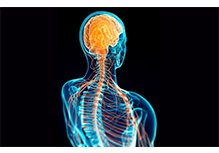 Fetal Chromosomal Aneuploidy and Microdeletions/ Microduplications Detection (NIPT-Plus)