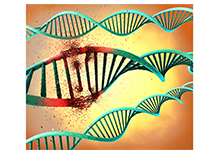 Preimplantation Embryo Genetic Screening (PGS)