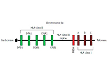 HLA Typing