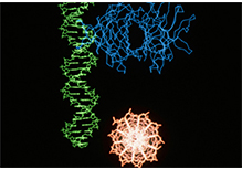 Small RNA Sequencing