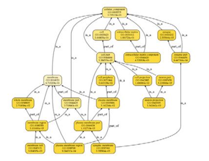 Diagram-of-GO-Functional-Enrichment-Layer.jpg