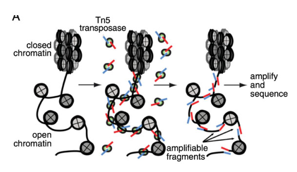 ATAC-seq-technology.jpg