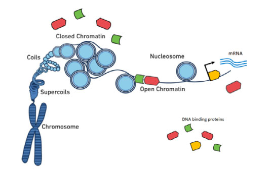 Chromatin-accessibility.jpg