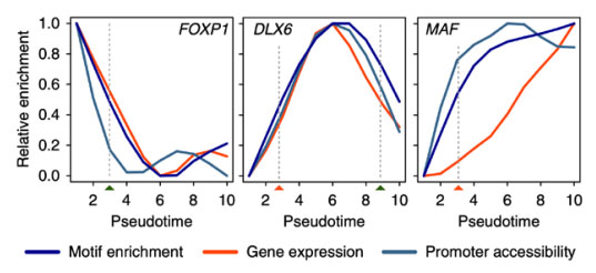 Correlation-diagram-between-gene-regulatory-elements-and-target-gene-expression-on-a-pseudo-time-axis.jpg