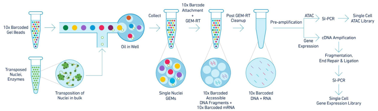 Experimental-workflow-for-single-nucleus-ATAC-RNA.jpg