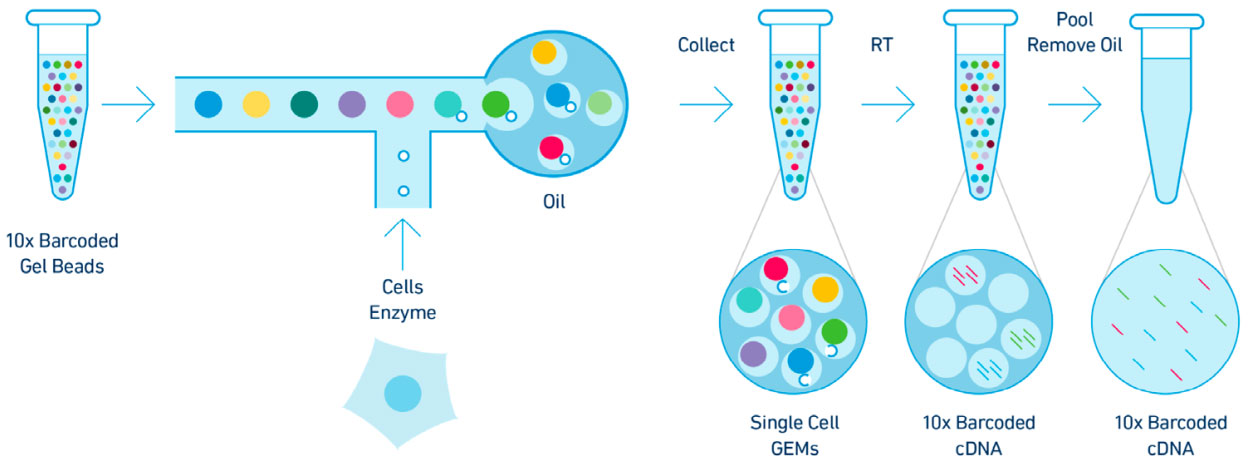Principle-of-single-cell-immune-repertoire-sequencing-technology.jpg