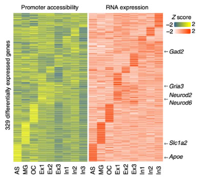 Promoter-openness-and-gene-expression-difference-heatmap.jpg