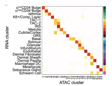 scRNA-and-scATAC-cell-type-correlation.jpg