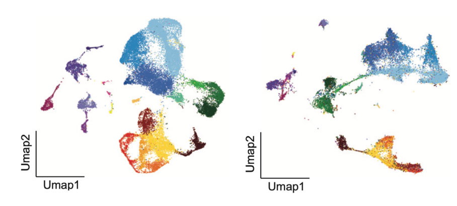 scRNA-left-and-scATAC-right-cell-clustering-diagram.jpg