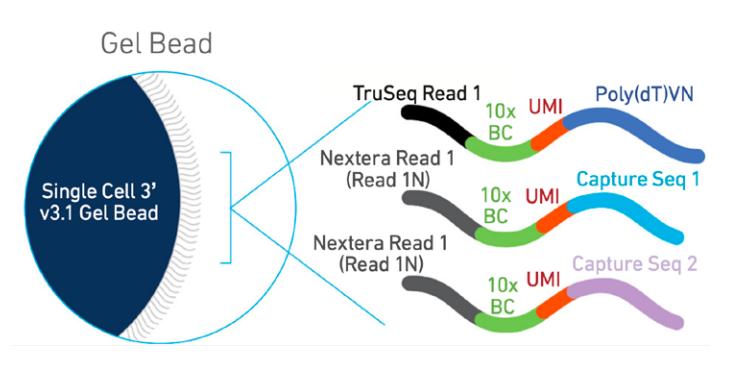 10x_Feature_Barcode_Technical_Principles.jpg