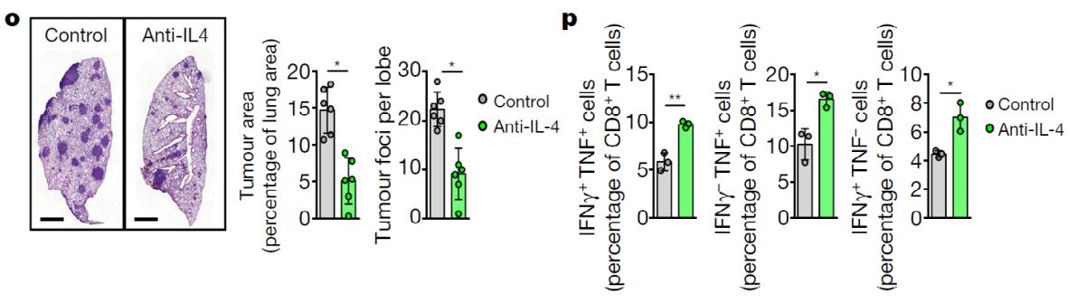 Blocking_IL-4_reduces_tumor_size_and_induces_T_cell_expansion.jpg