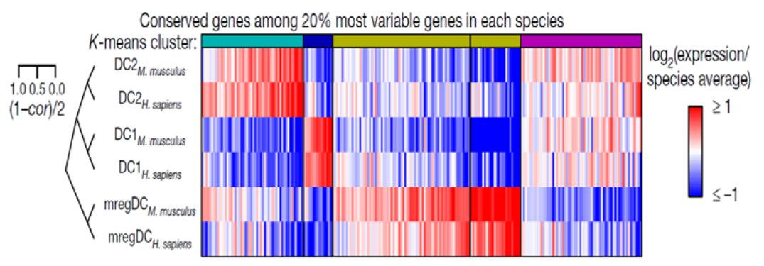 Comparison_of_mregDC_characteristic_gene_expression_in_human_and_mouse.jpg