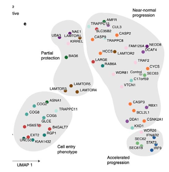 Dimensionality_reduction_visualization_of_sgRNA_subgroups_by_phenotype.jpg